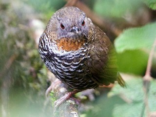  - Mishmi Wren-Babbler