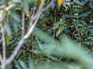  - Mishmi Wren-Babbler