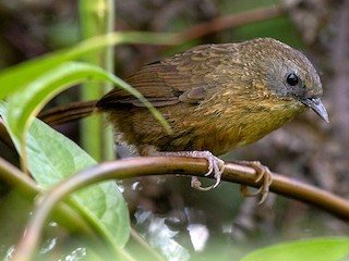  - Tawny-breasted Wren-Babbler
