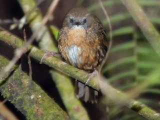  - Tawny-breasted Wren-Babbler