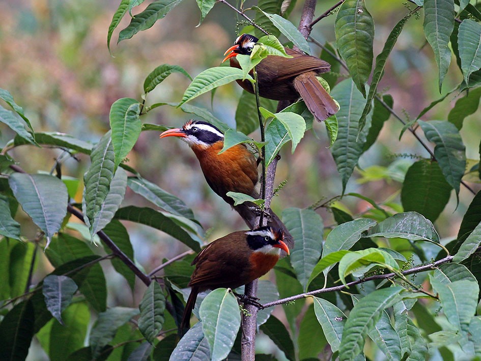 Black-crowned/Brown-crowned Scimitar-Babbler - Sonam Dorji