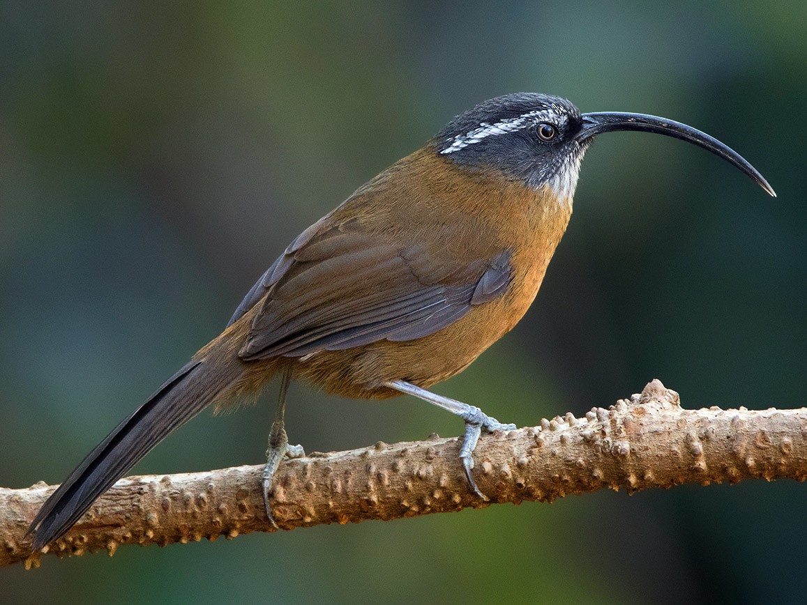 Slender-billed Scimitar-Babbler - Ayuwat Jearwattanakanok