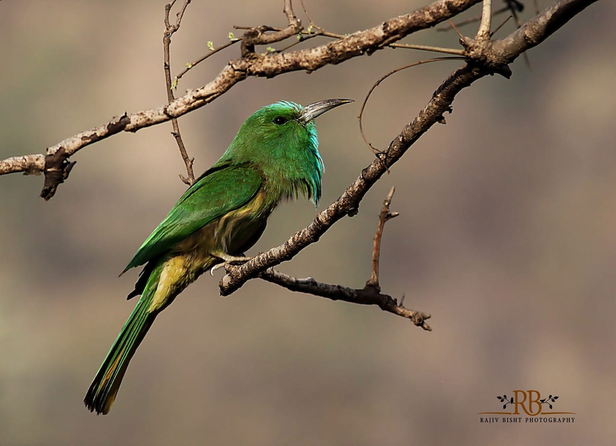 Blue-bearded Bee-eater - Rajeev Bisht