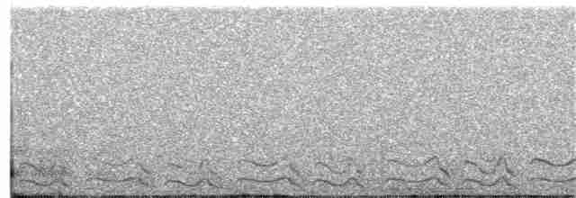 Puna Tinamou - ML170558261
