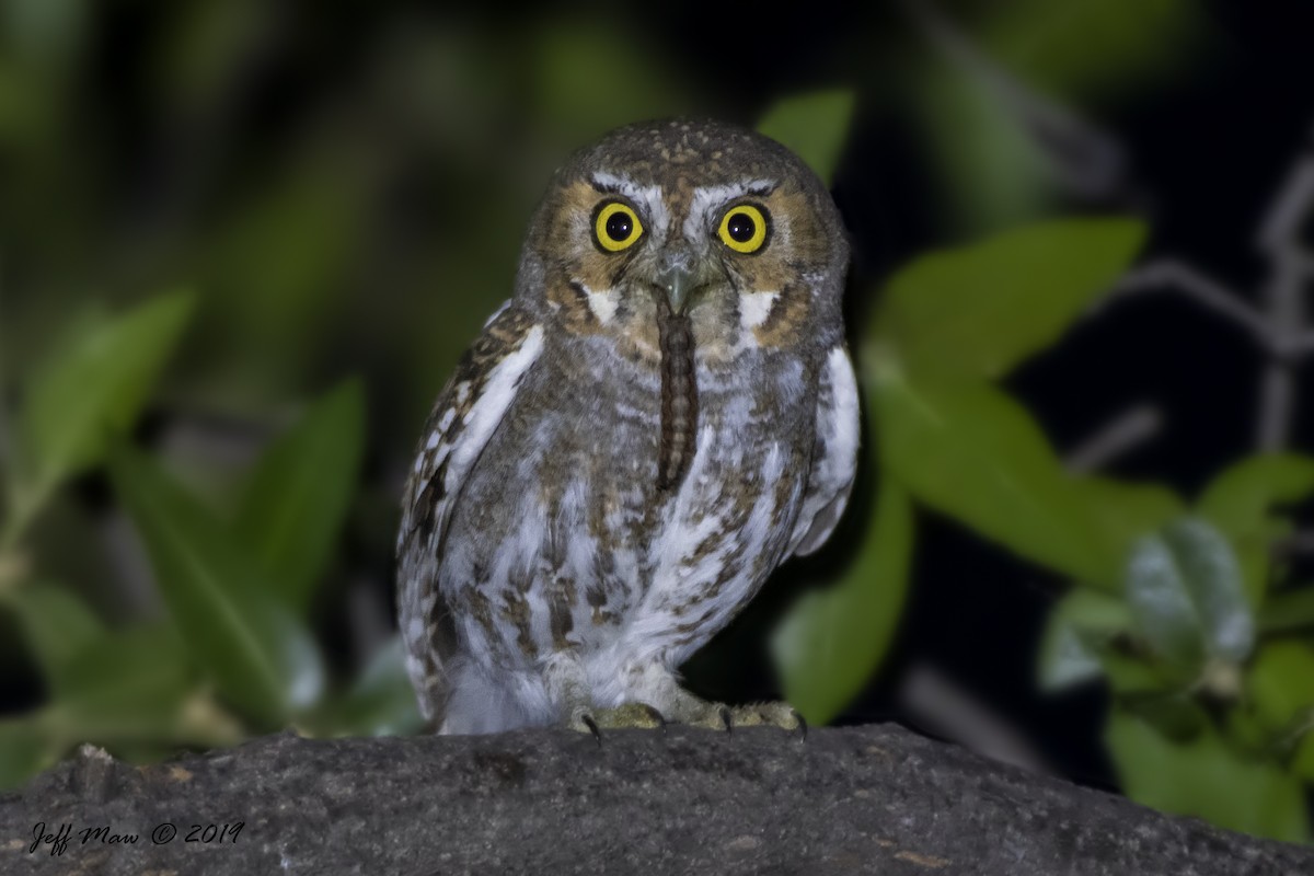 Elf Owl - ML170558651