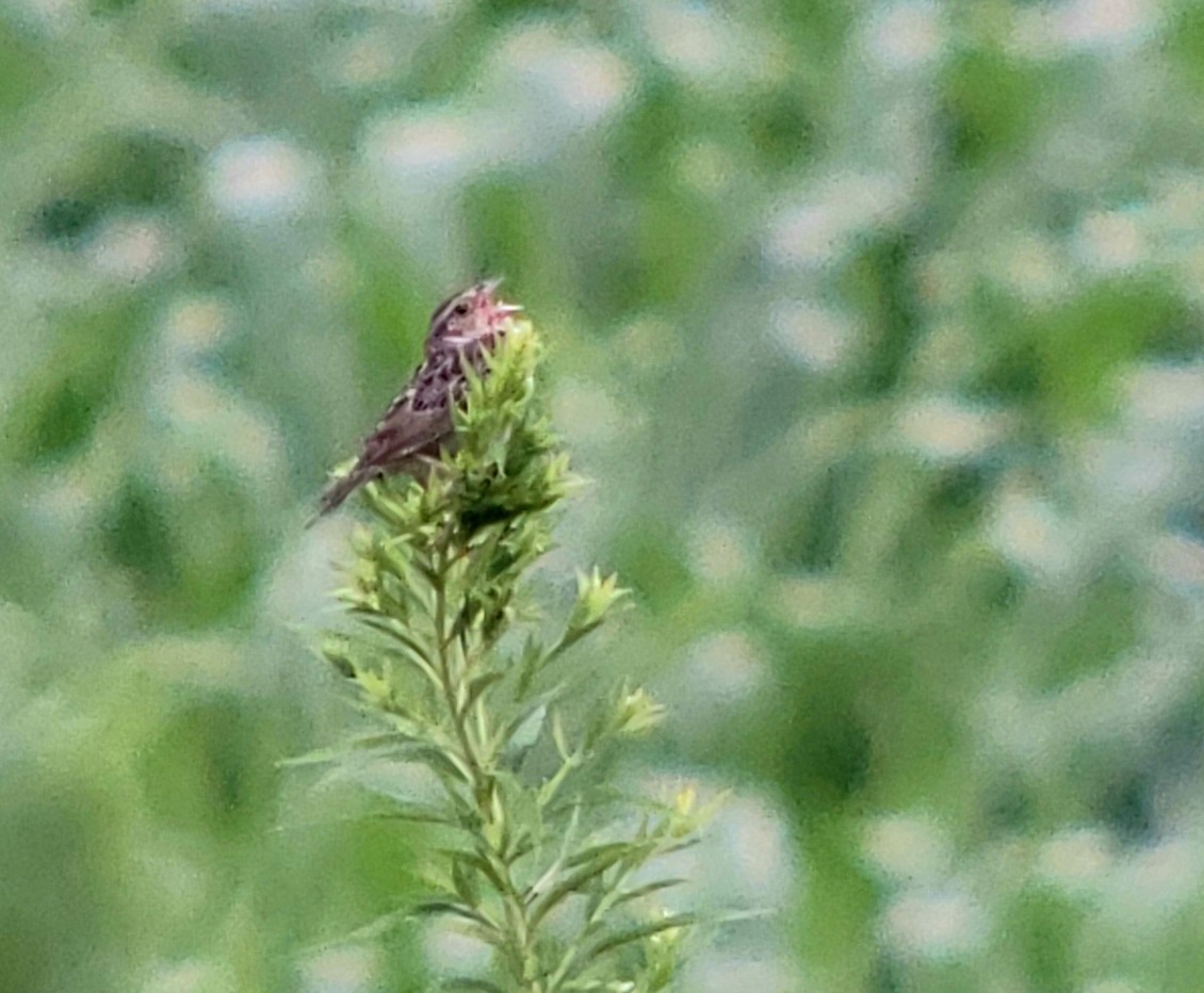 Grasshopper Sparrow - ML170558791