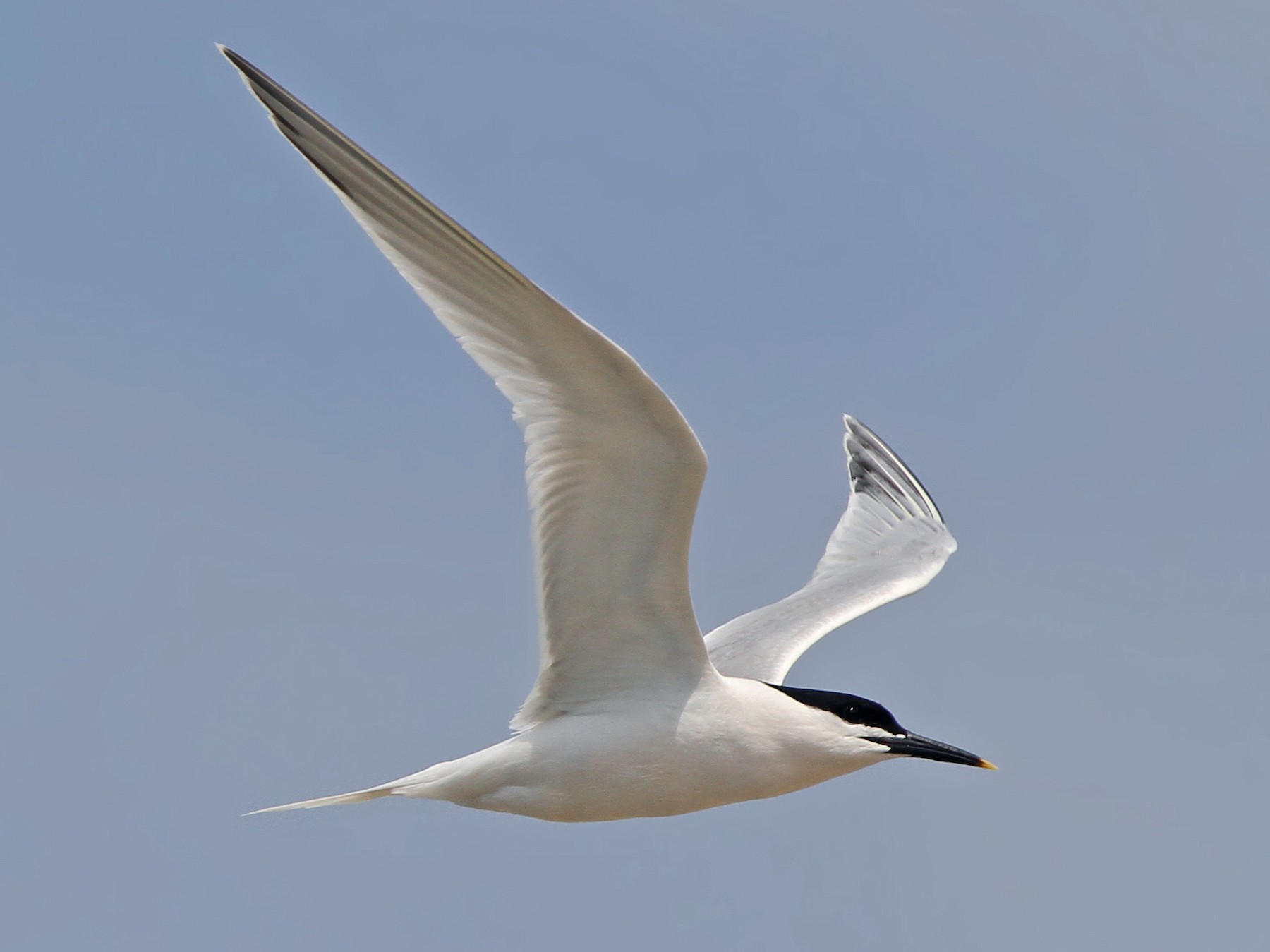 Sandwich Tern - Christoph Moning