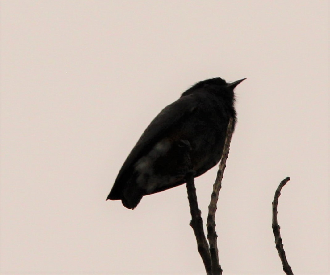 Swallow-winged Puffbird - ML170568751