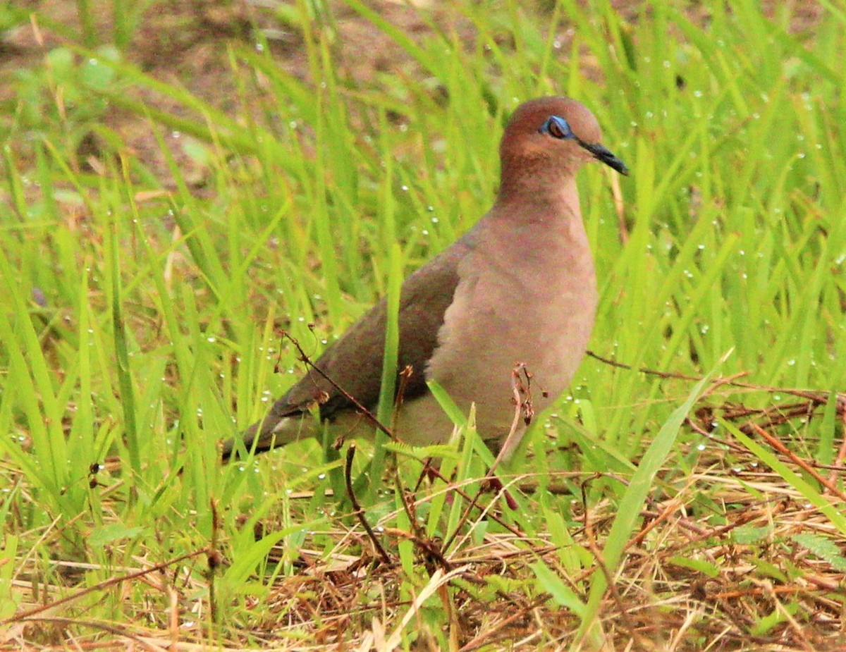 White-tipped Dove - Jeffrey McCrary