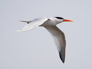 - Elegant Tern