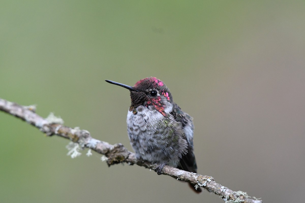 Anna's Hummingbird - ML170570611