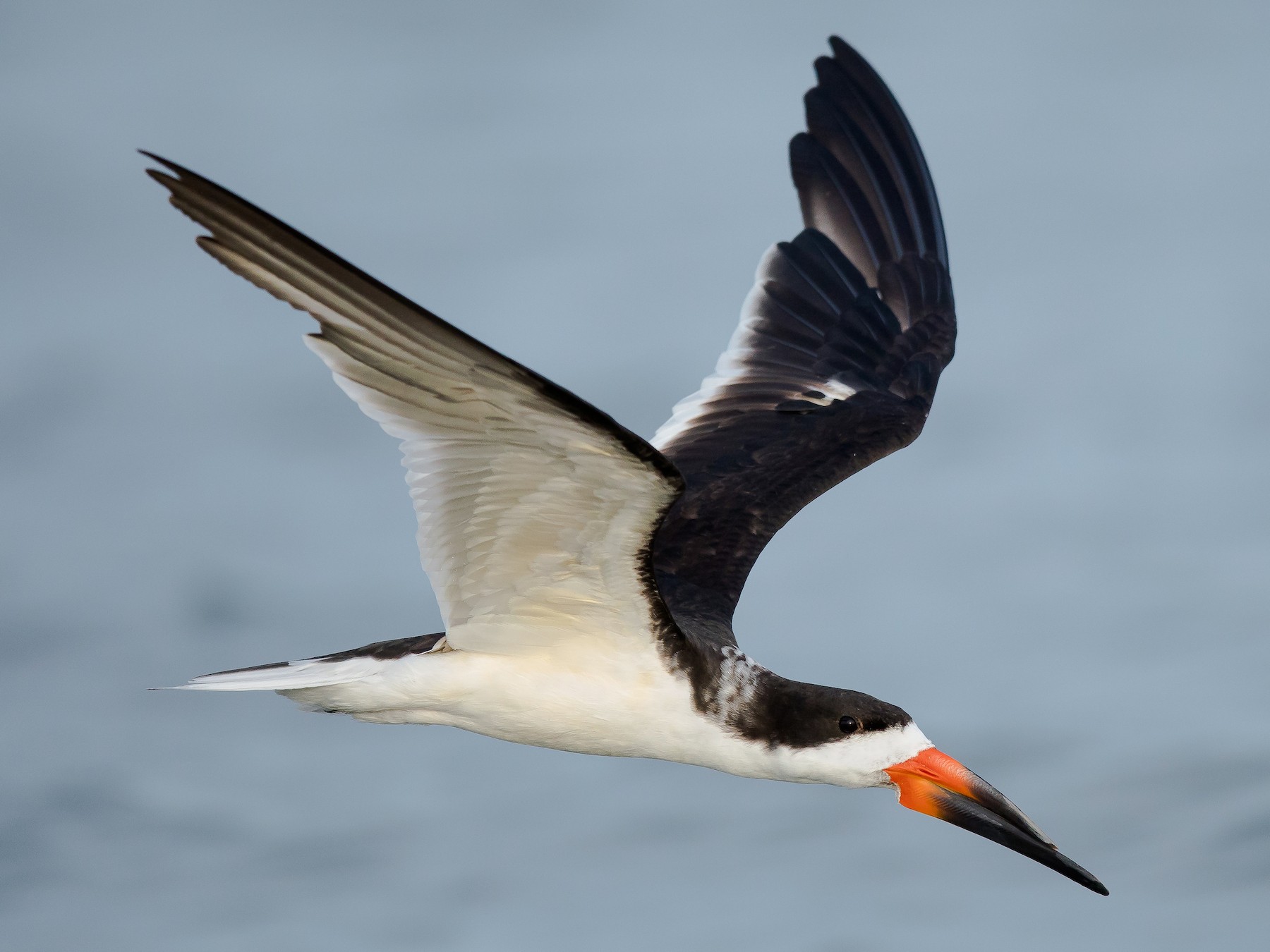 Black Skimmer eBird