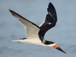 นกเต็มวัยในฤดูผสมพันธุ์ - Dorian Anderson - ML170571351
