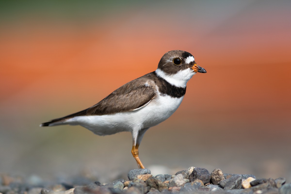 Semipalmated Plover - Justin Saunders