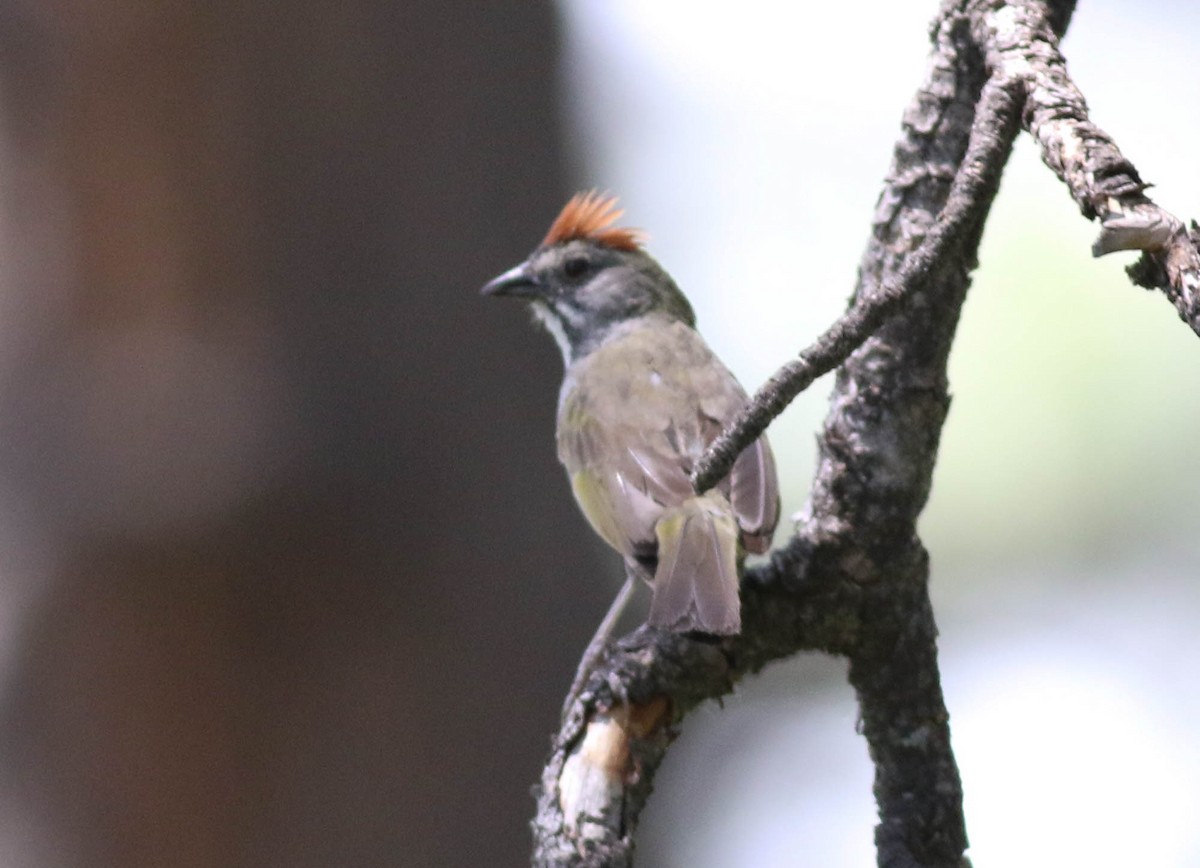 Green-tailed Towhee - Tommy Quarles