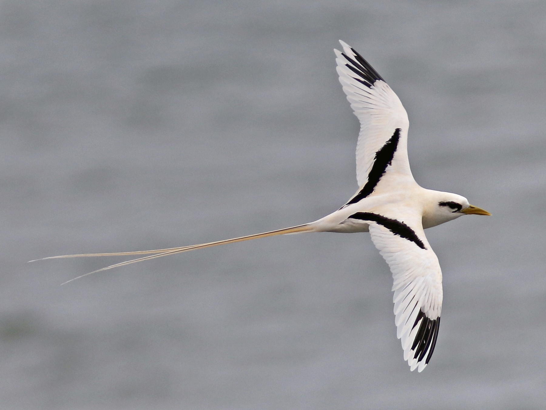 White-tailed Tropicbird - eBird