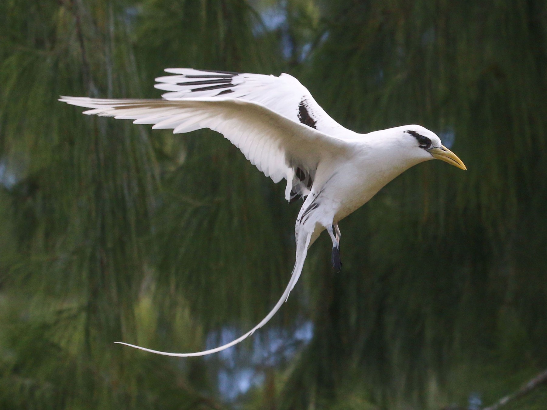 White-tailed Tropicbird - Allison Miller