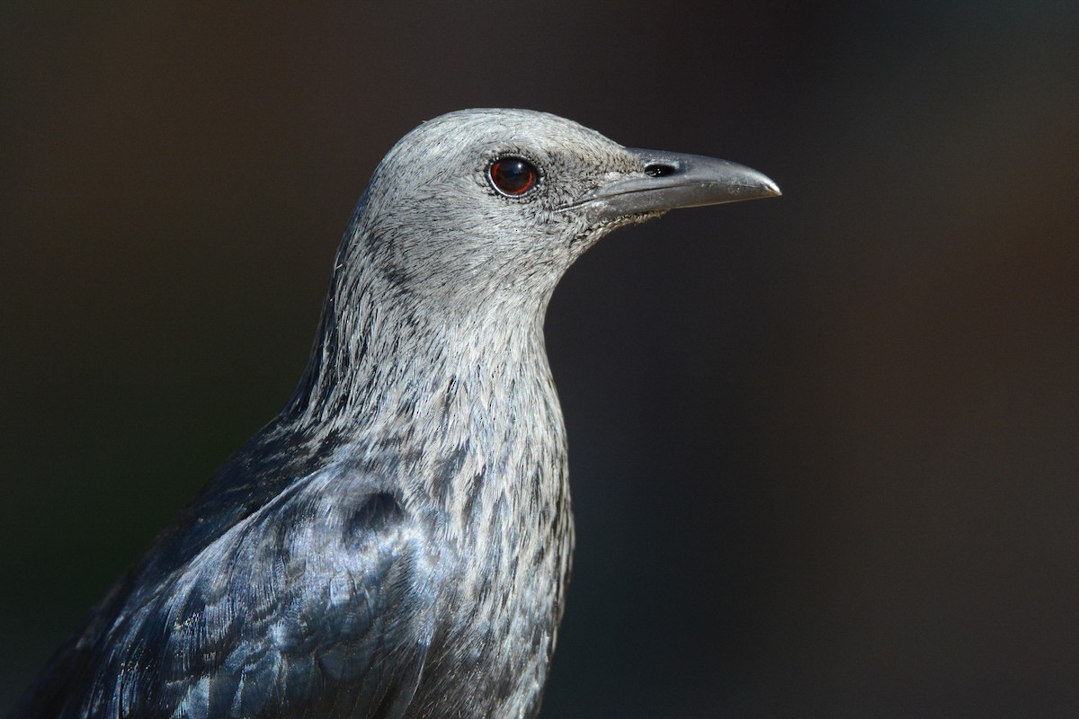 Red-winged Starling - ML170577041