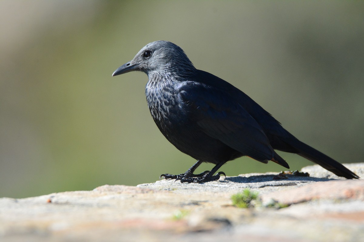 Red-winged Starling - ML170577051