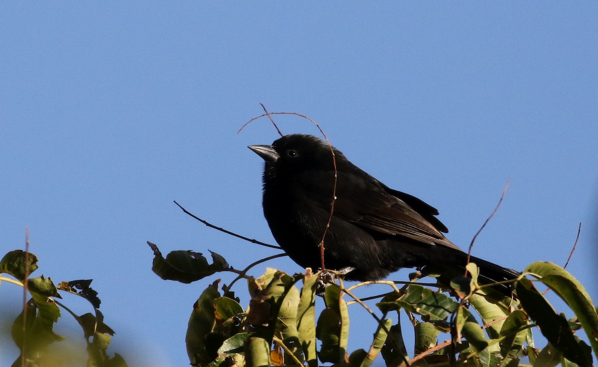 Bolivian Blackbird - ML170579041
