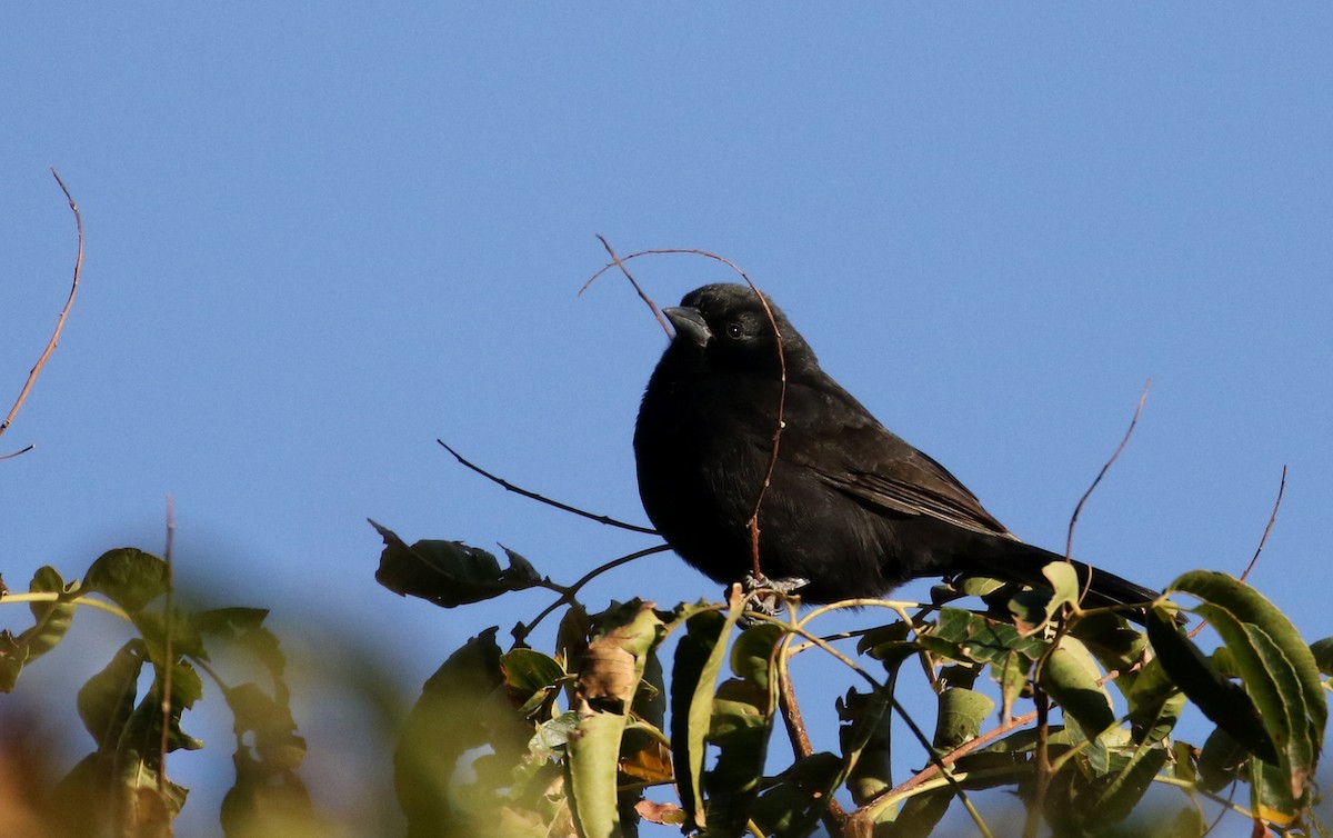 Bolivian Blackbird - ML170579051