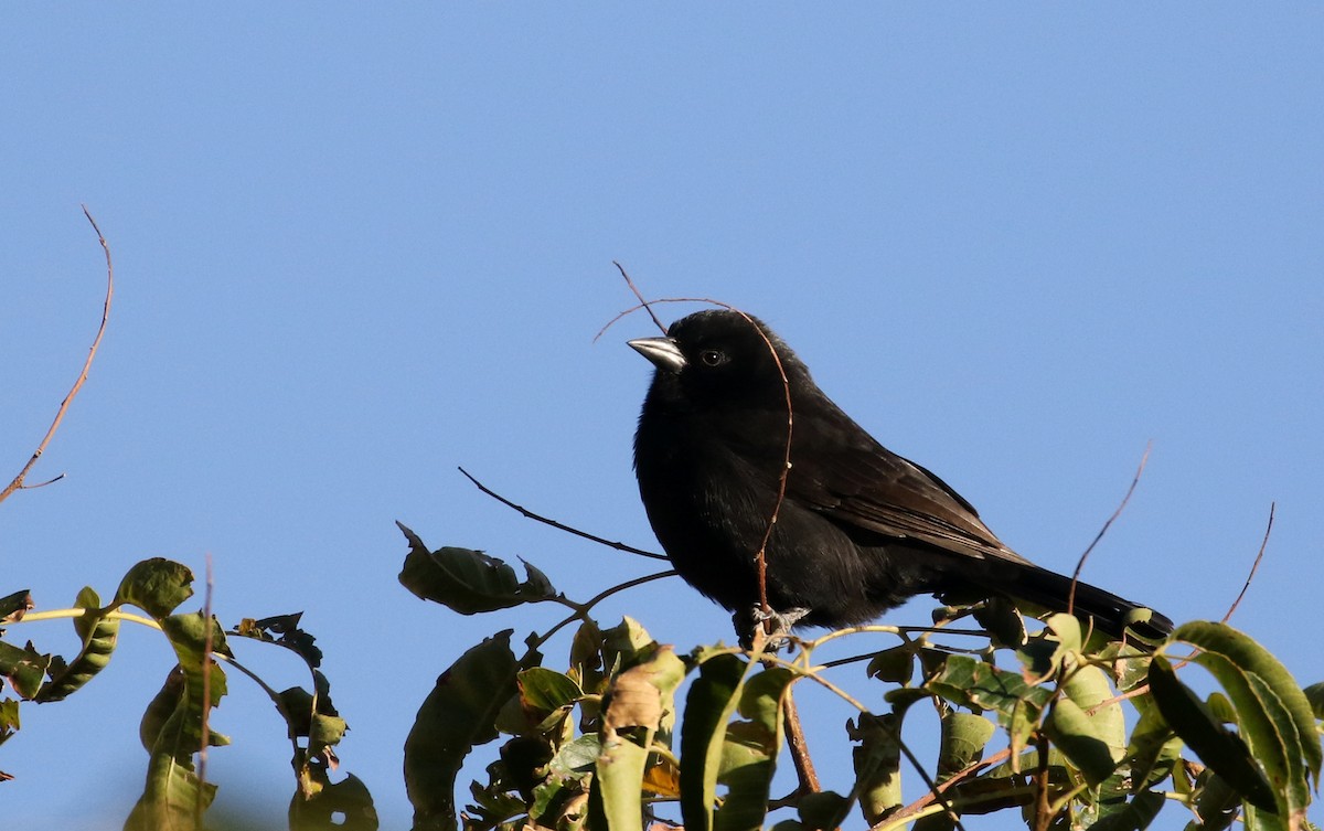 Bolivian Blackbird - Jay McGowan