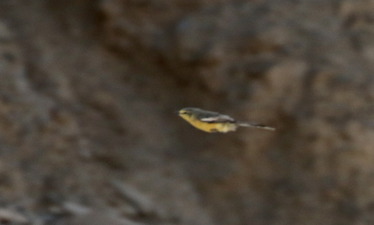 Greater Wagtail-Tyrant (Greater) - ML170580921