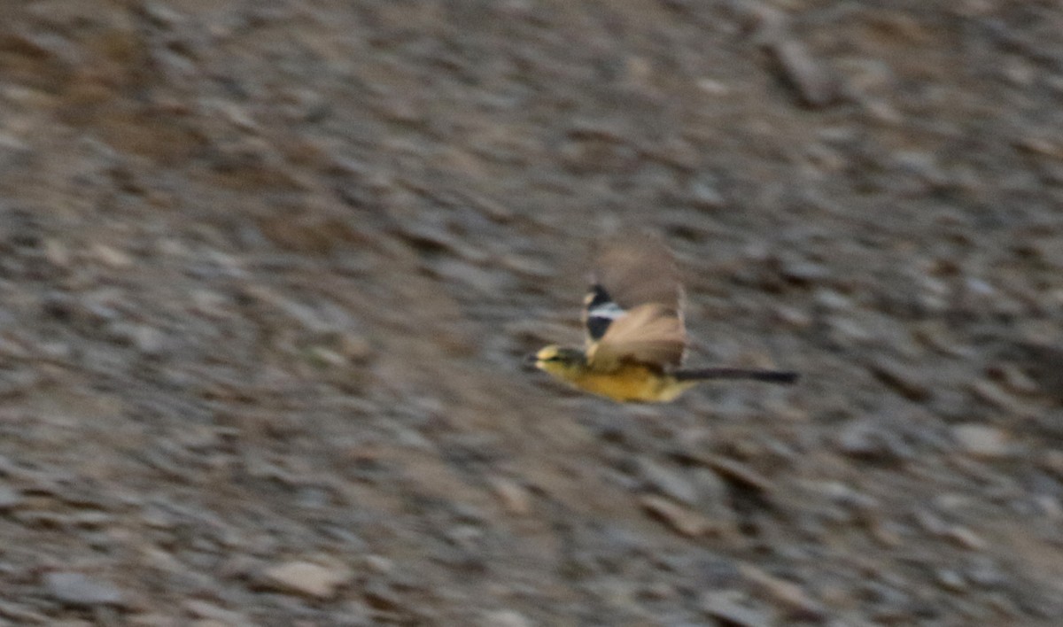 Greater Wagtail-Tyrant (Greater) - ML170580941