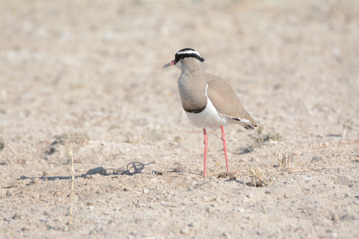 Crowned Lapwing - ML170587001