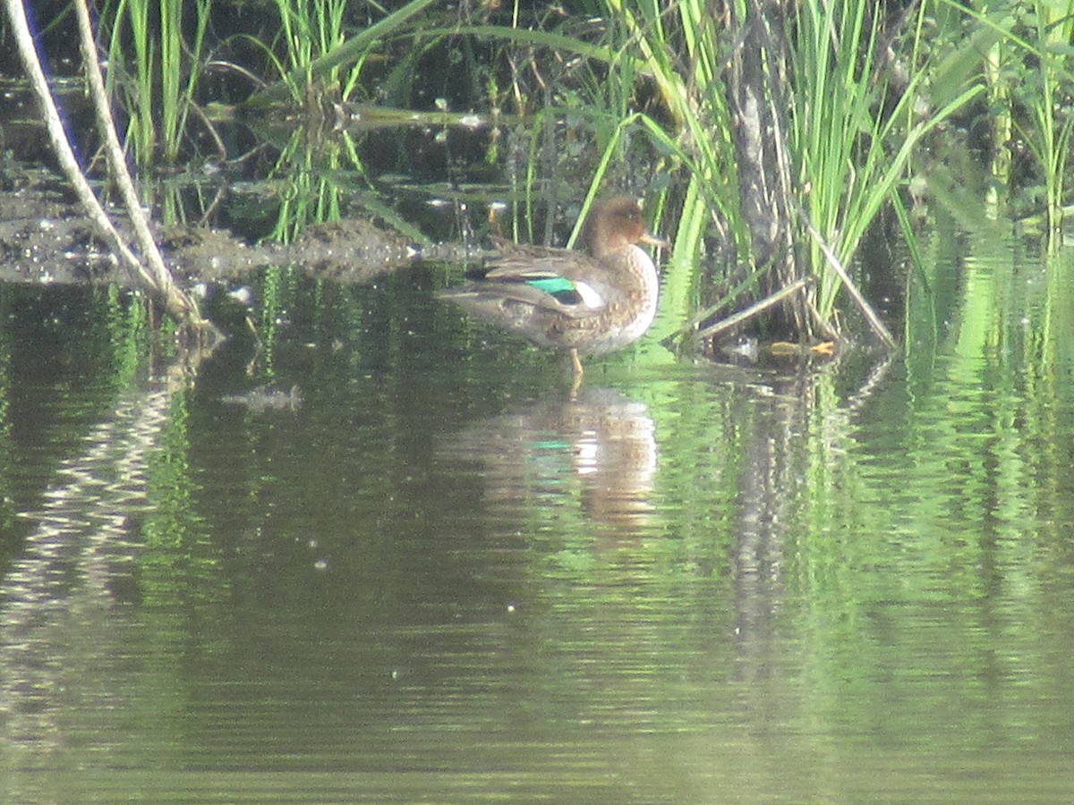 Green-winged Teal - ML170587601