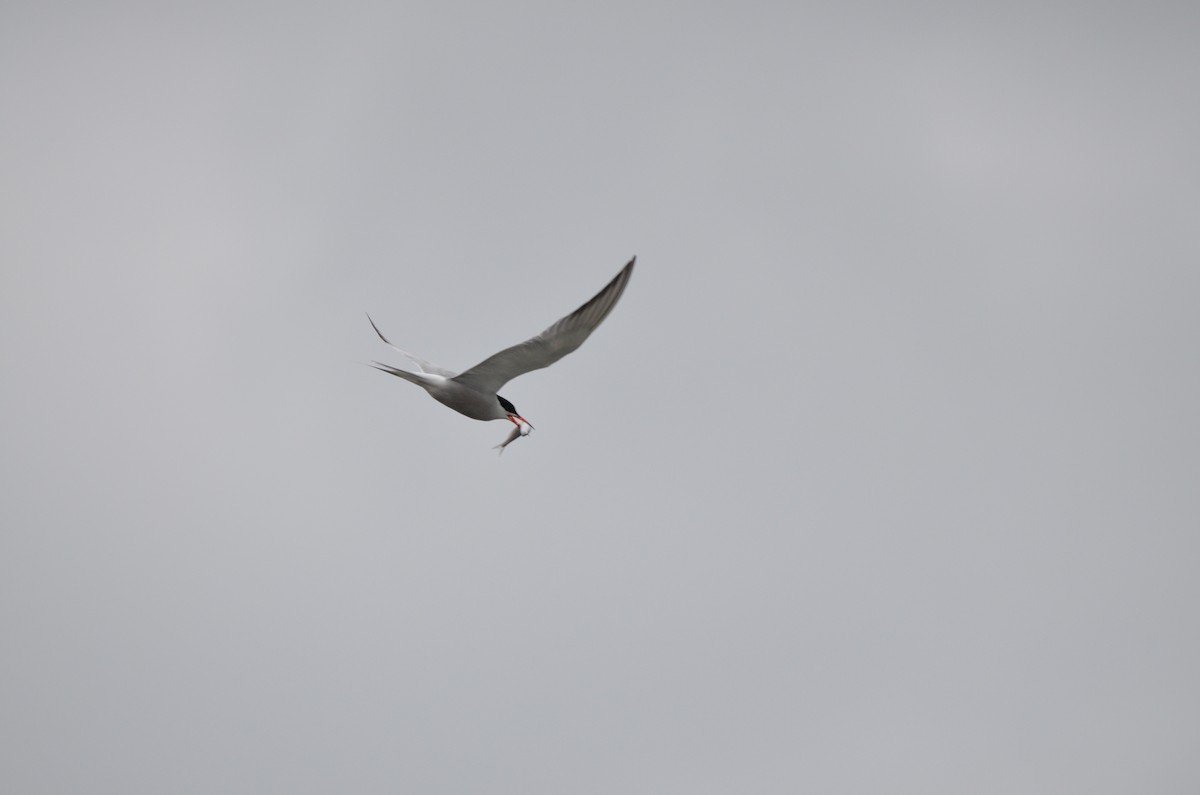 Common Tern - ML170587651
