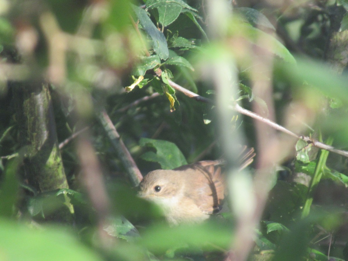 Common Reed Warbler - ML170587911