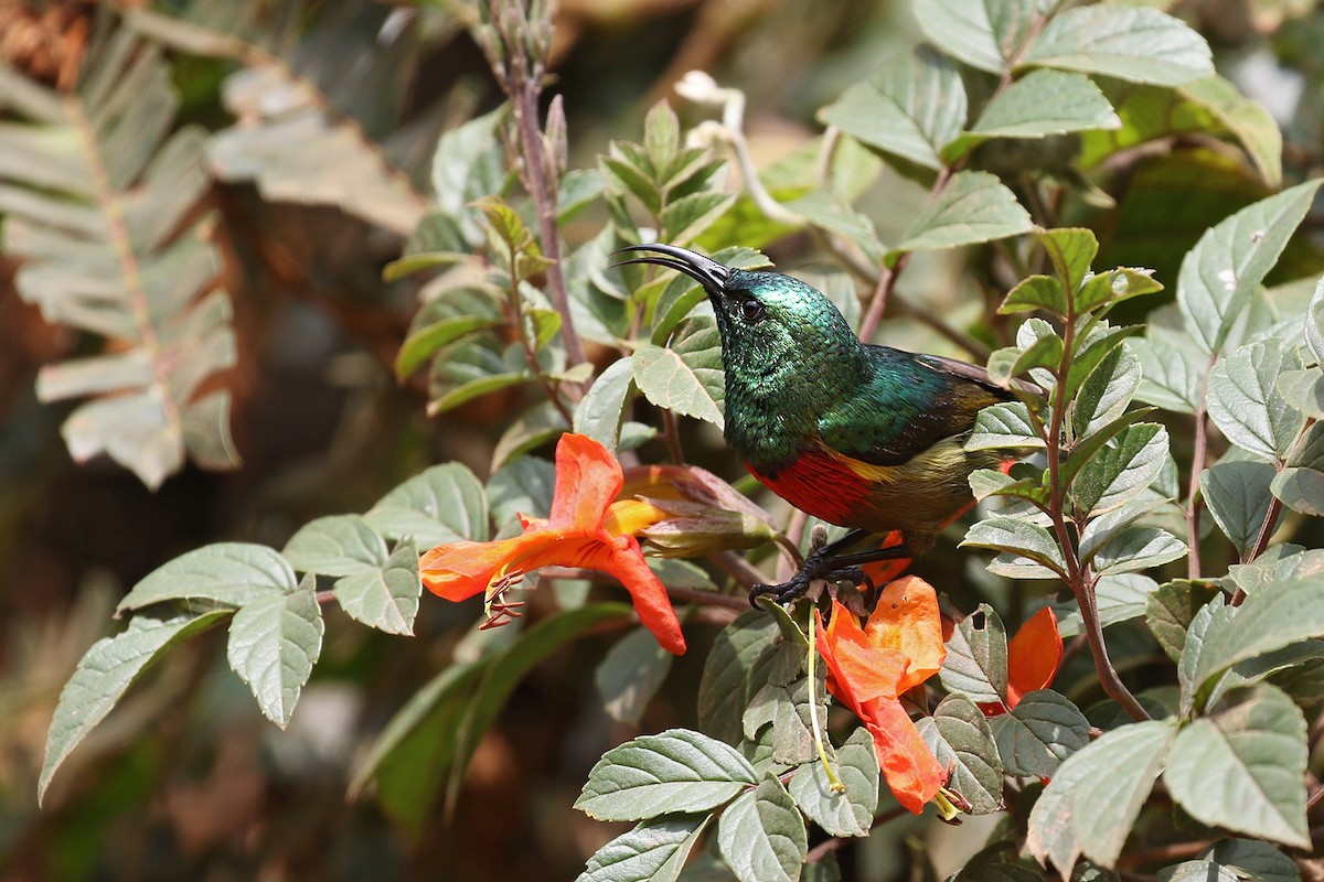 Forest Double-collared Sunbird - Charley Hesse TROPICAL BIRDING