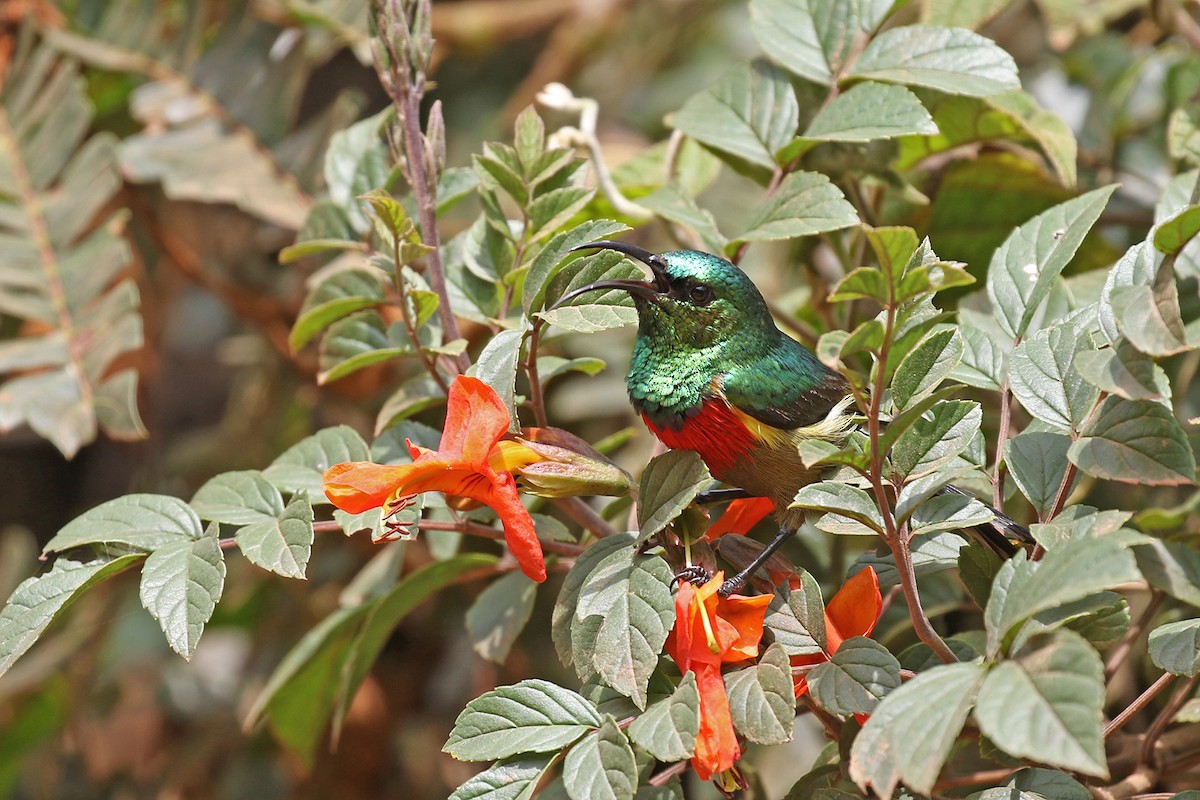 Forest Double-collared Sunbird - Charley Hesse TROPICAL BIRDING