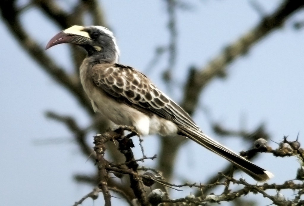 African Gray Hornbill - Brad Bergstrom