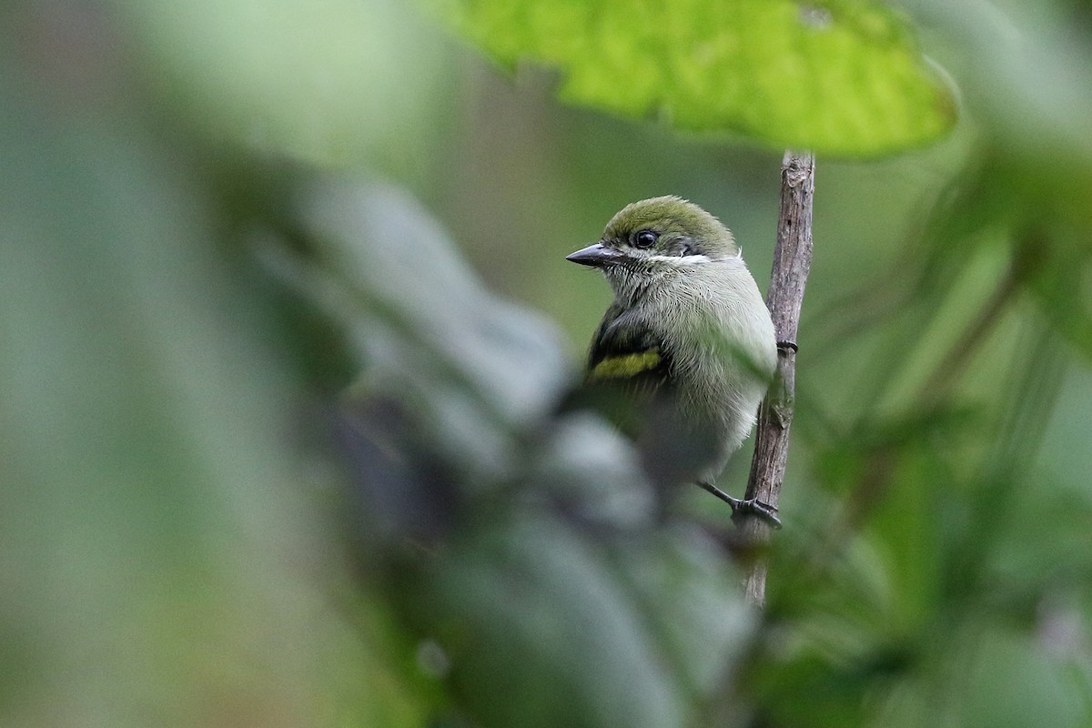 Moustached Tinkerbird - ML170594381