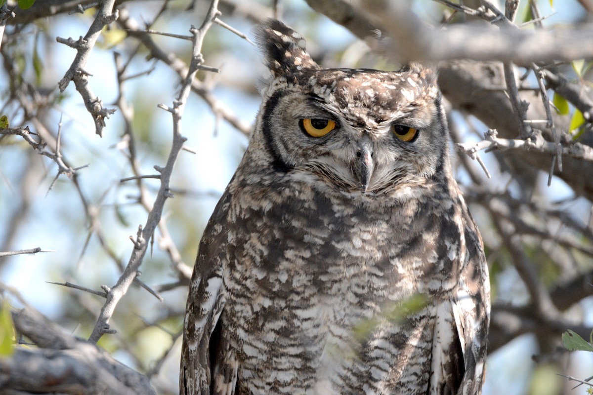 Spotted Eagle-Owl - ML170594641