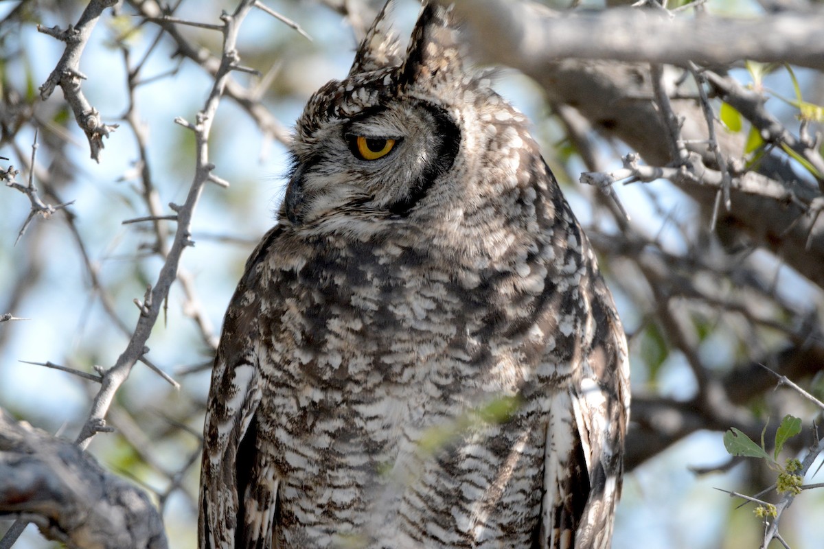 Spotted Eagle-Owl - ML170594651