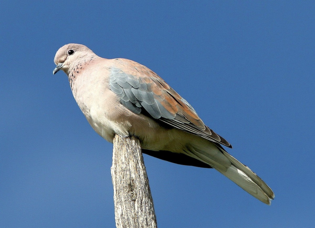 Laughing Dove - ML170596631