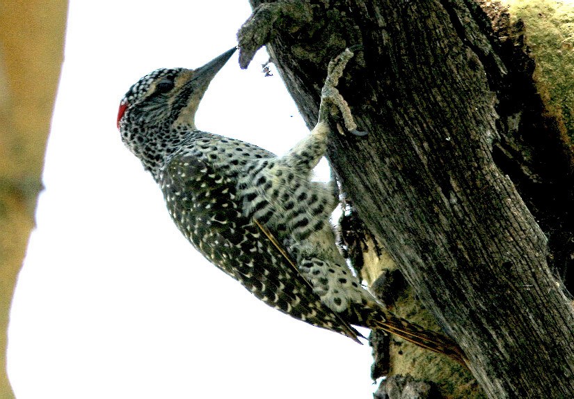 Nubian Woodpecker - Brad Bergstrom