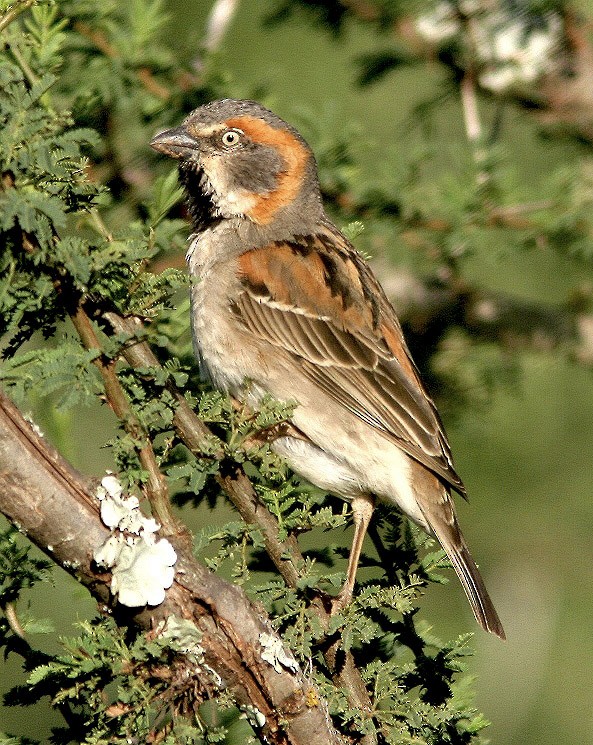 Kenya Rufous Sparrow - ML170597881