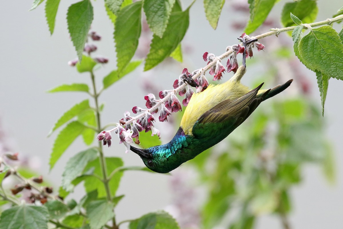Collared Sunbird - Charley Hesse TROPICAL BIRDING