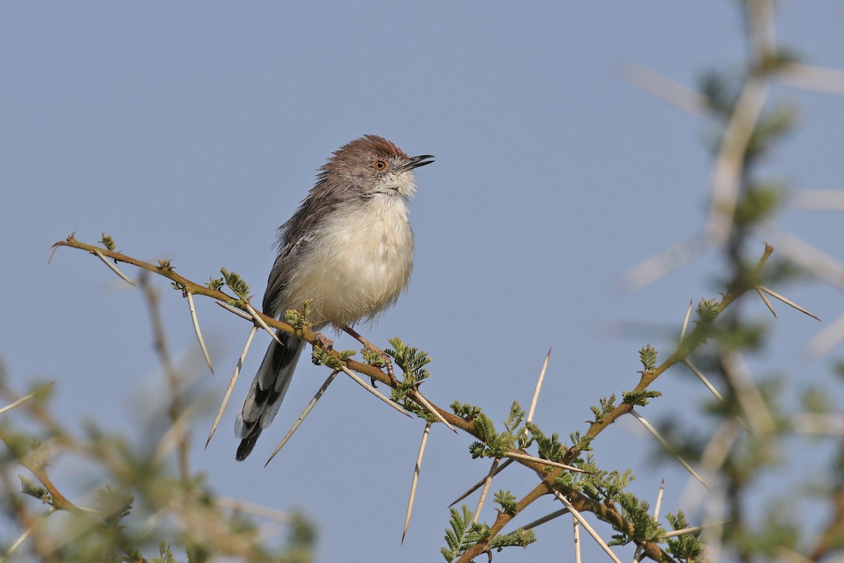 Red-fronted Prinia (Red-fronted) - Charley Hesse TROPICAL BIRDING