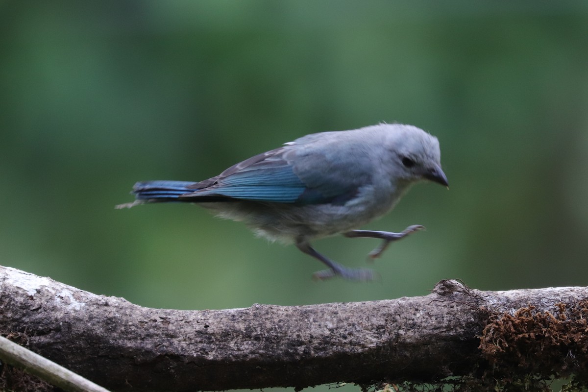 Blue-gray Tanager - ML170605181