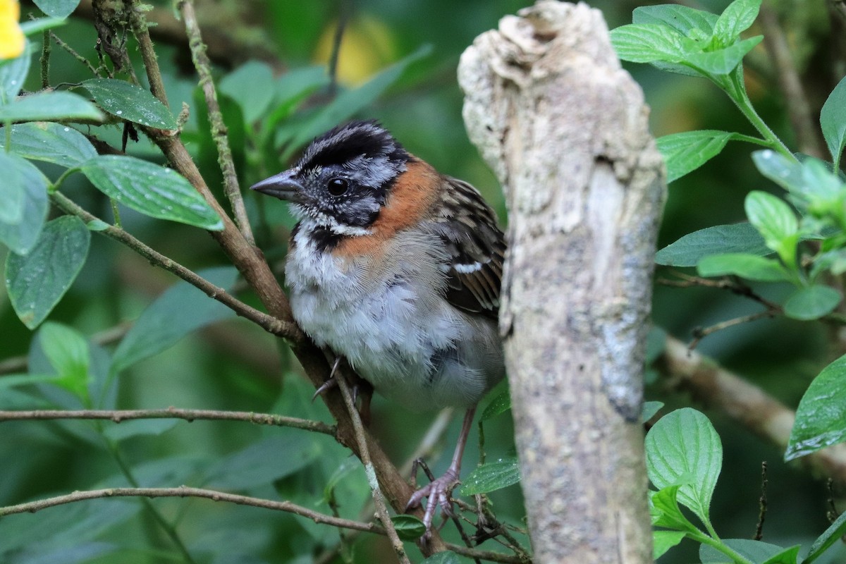Rufous-collared Sparrow - ML170605461