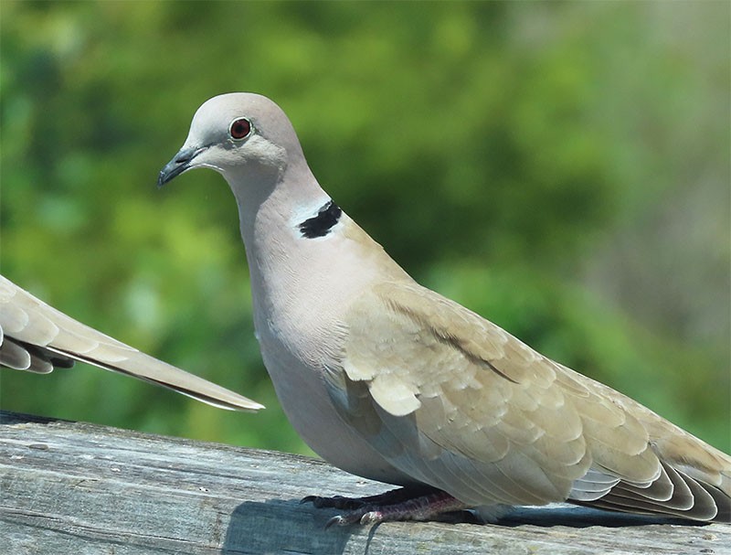 Eurasian Collared-Dove - Karen Lebing