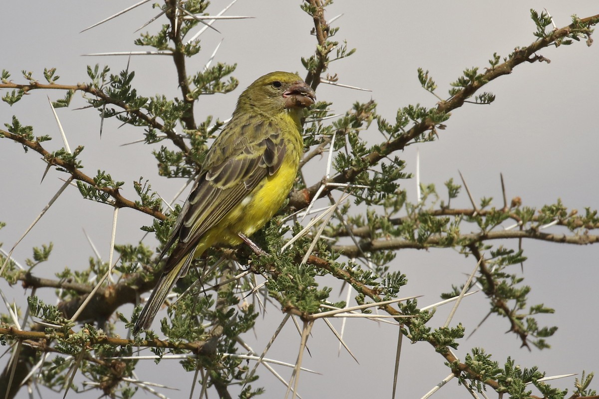 Southern Grosbeak-Canary - Charley Hesse TROPICAL BIRDING