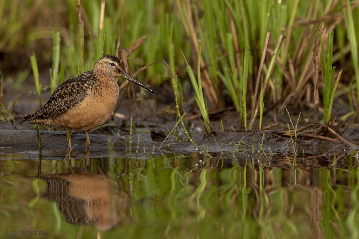 Long-billed Dowitcher - ML170611451