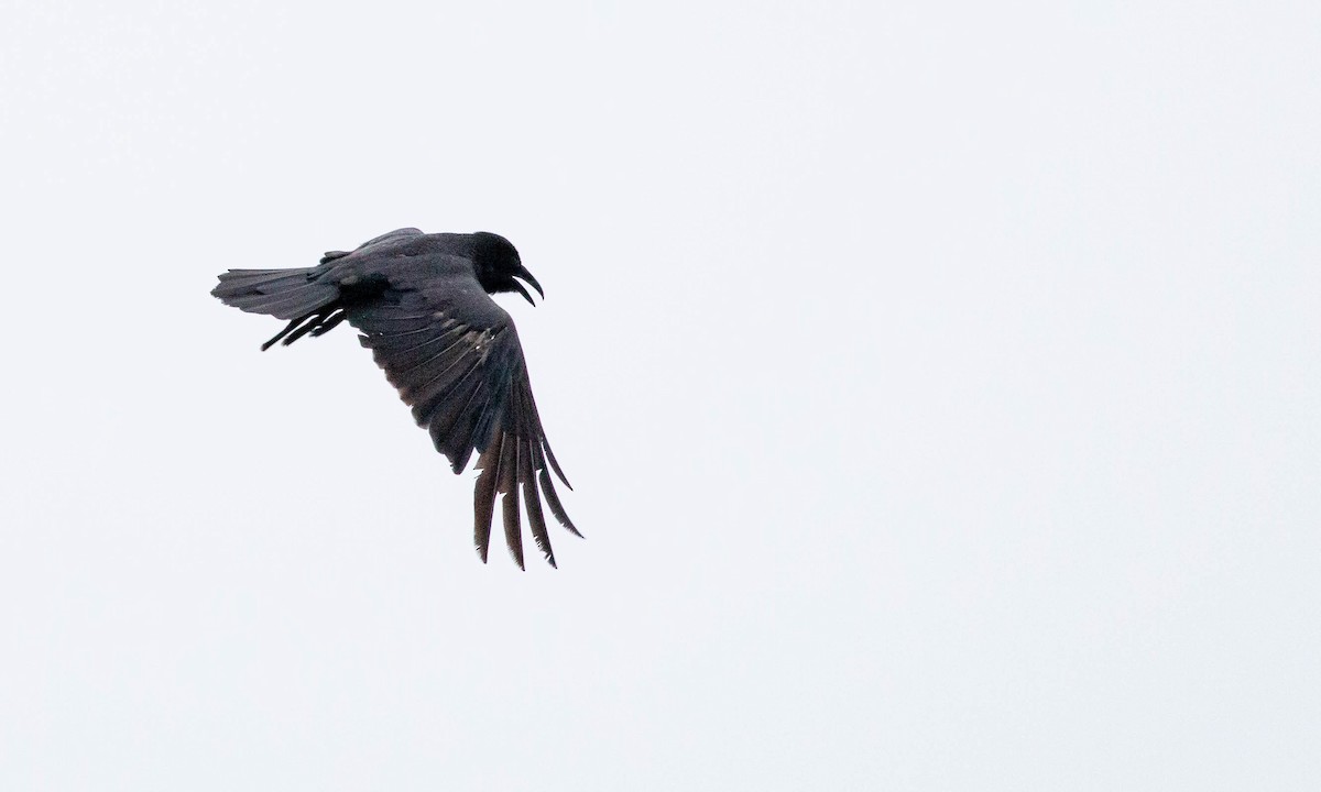 Common Raven - ML170612301