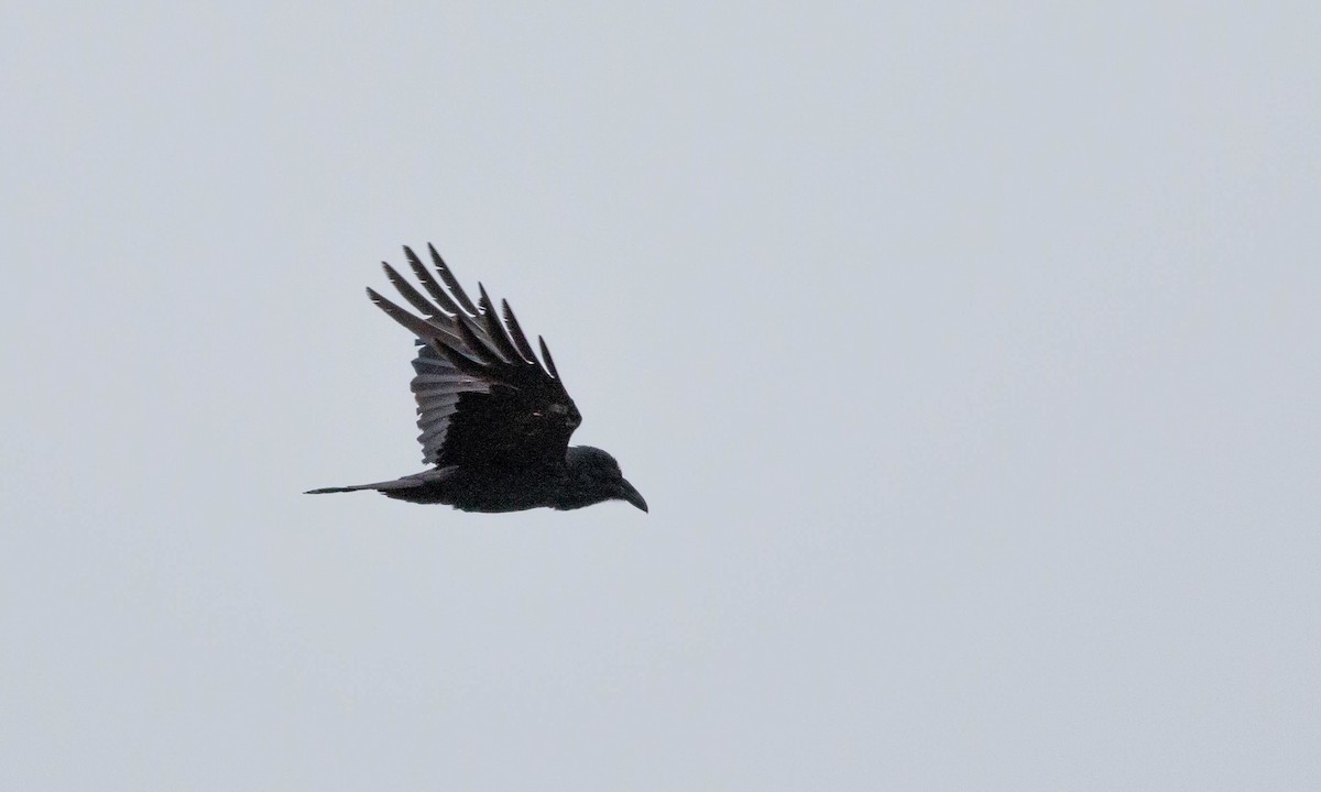 Common Raven - ML170612321